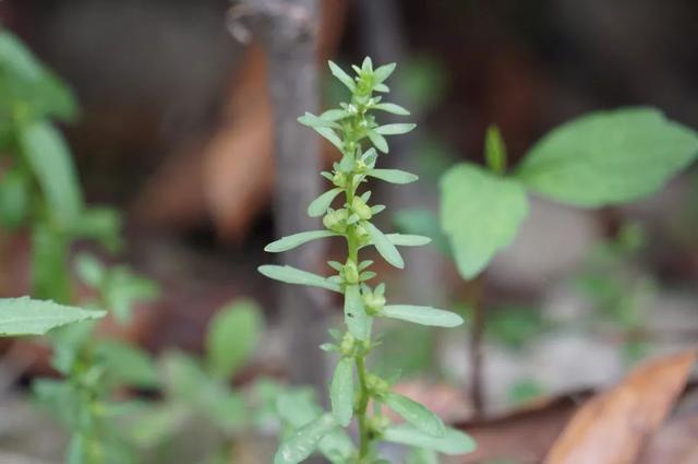 六種婆婆納了解一下 六種婆婆納了解一下