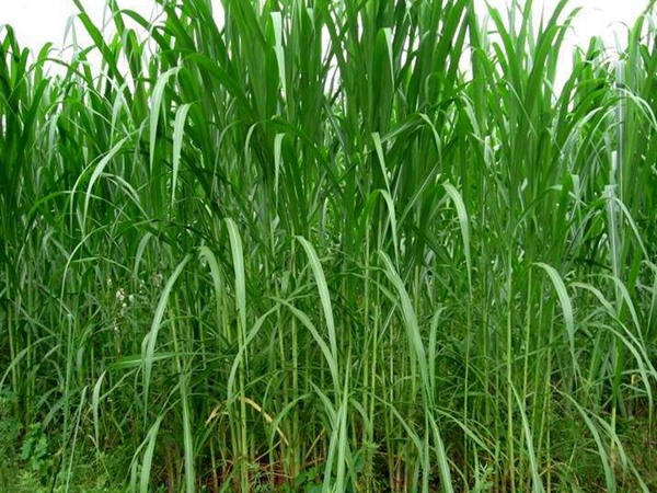 1631522814592228.jpg 4c91651d8a1a5b950089ba01a2b54eae_1629437122269098.jpg