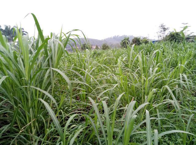 1631585041943208.jpeg 1631585041943208.jpeg