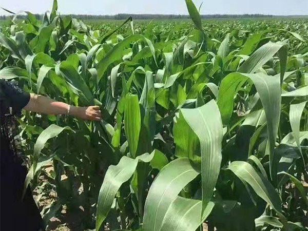 1631585085889805.jpeg 258d22818bcc293de9b2ac893702b549_1589361428873196.jpeg