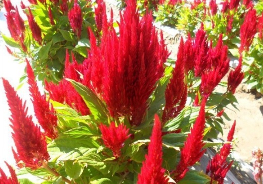 1631608363396103.jpg image.jpg