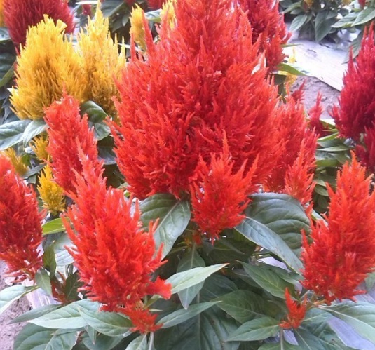 1631608374223548.jpg image.jpg