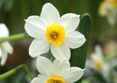 水仙花球的種植時間 水仙花球的種植時間