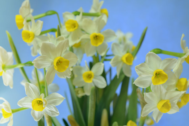 水仙花球的種植時間 水仙花球的種植時間