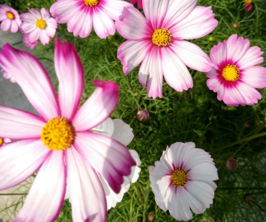 1631788597451964.jpg image.jpg