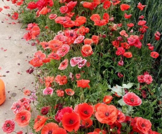 1631800285410951.jpg image.jpg