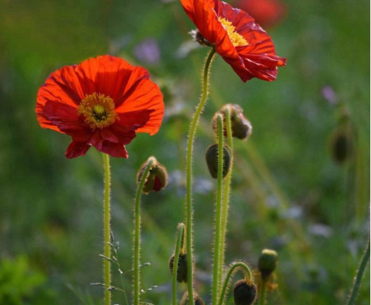 1631800301843762.jpg image.jpg