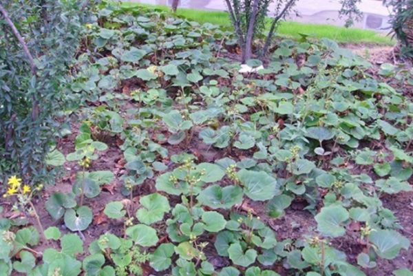 大吳風草 大吳風草