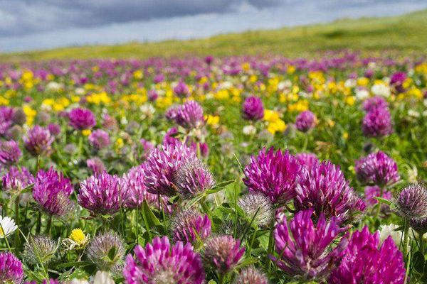 紅三葉草 紅三葉草