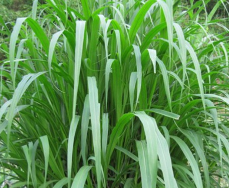 1631847022850096.jpg 1631847022850096.jpg