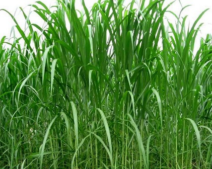 1631847030746113.jpg 1631847030746113.jpg