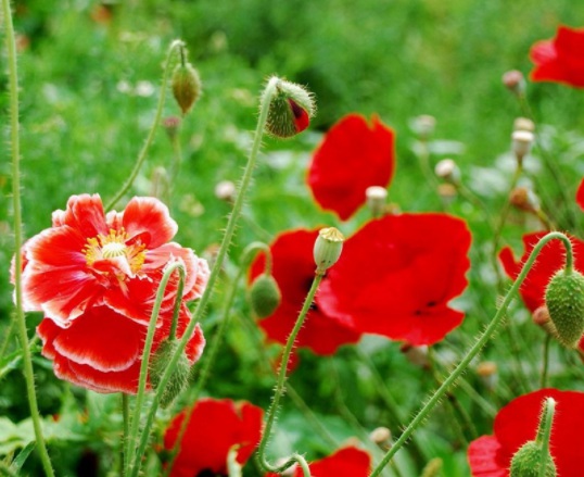 1631851195324627.jpg image.jpg