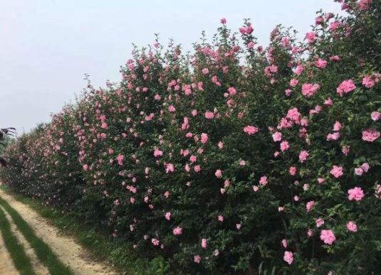 1631853826839459.jpg image.jpg