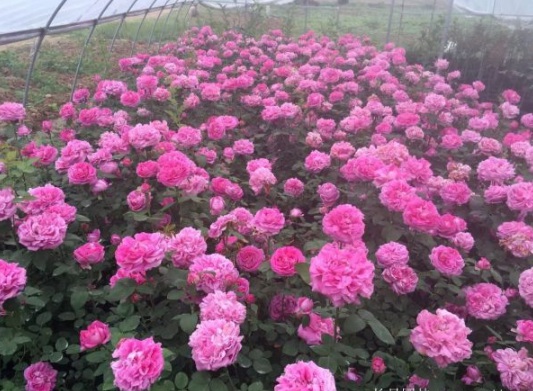 1631854409321081.jpg image.jpg