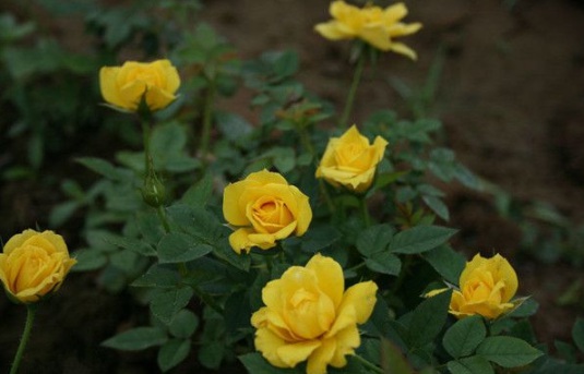 1631854428219426.jpg image.jpg