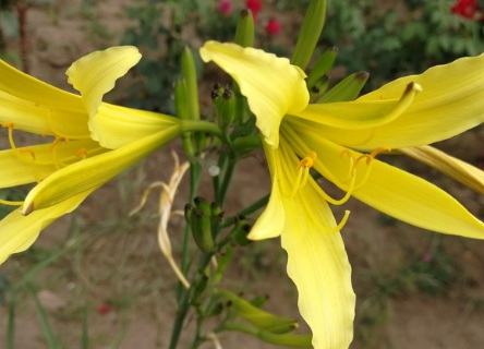 1631858986424614.jpg 1631858986424614.jpg