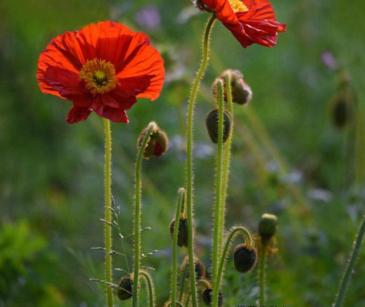 1631865247925767.jpg image.jpg