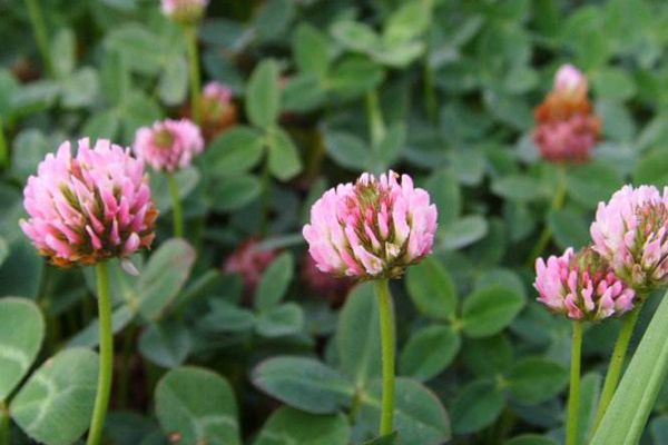紅三葉草 紅三葉草