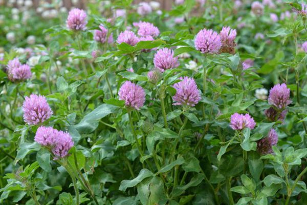 紅三葉草 紅三葉草