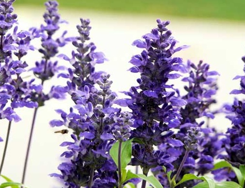 1631888660372632.jpg image.jpg