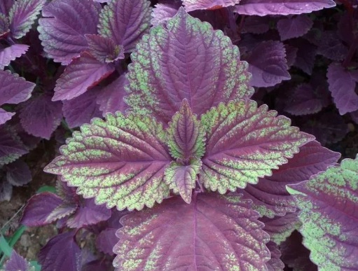 1631888729533585.jpg 1631888729533585.jpg