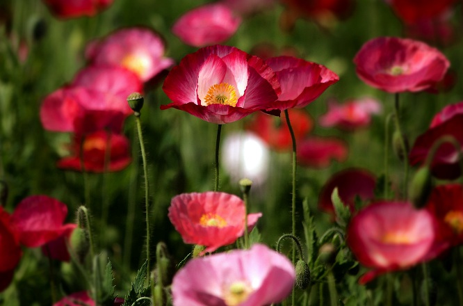 1632265537490842.jpg 1632265537490842.jpg