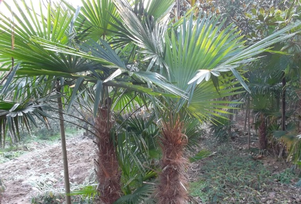 1632277142758468.jpg image.jpg