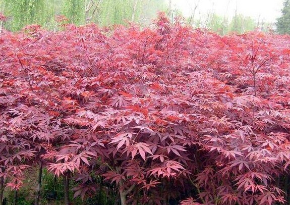 1632283484920976.jpg 1632283484920976.jpg