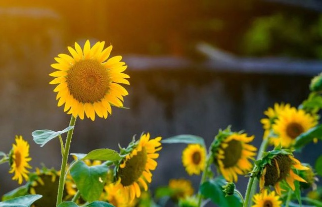 1632285190472840.jpg image.jpg