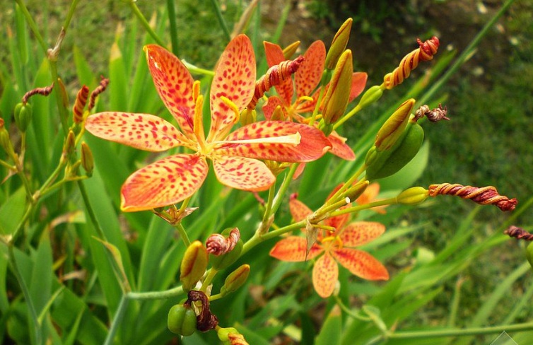 1632286811263348.jpg 射干333333333.jpg