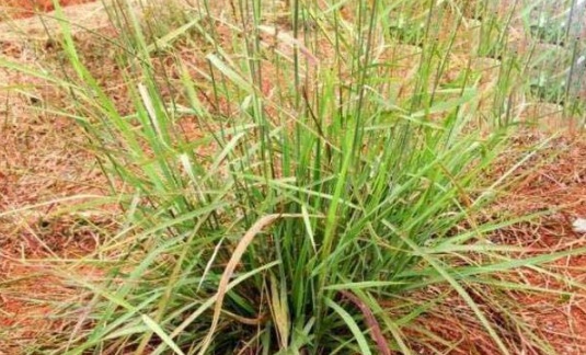 1632287559433172.jpg image.jpg