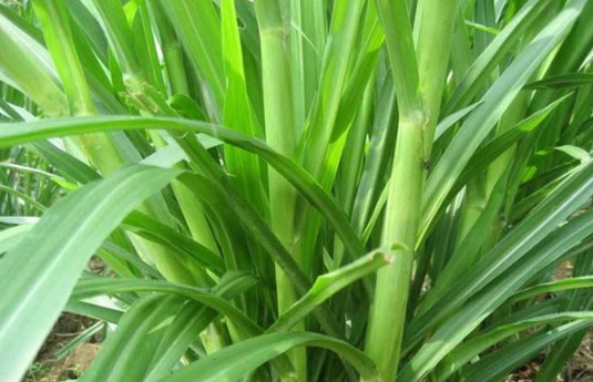 1632288250166310.jpg image.jpg