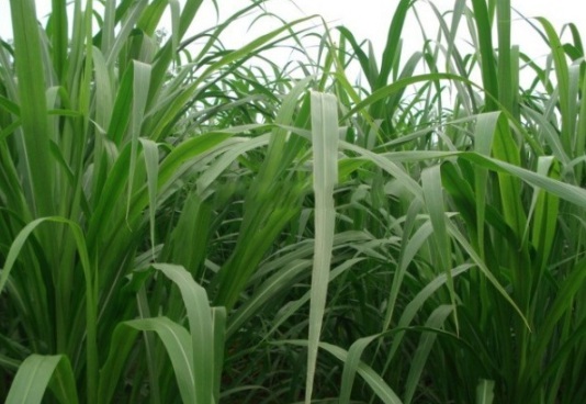 1632289658469784.jpg image.jpg