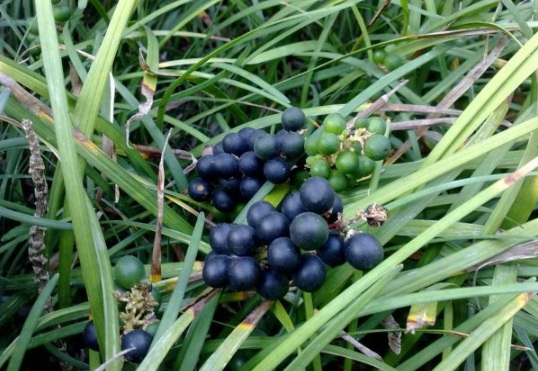 1632289728159502.jpg image.jpg