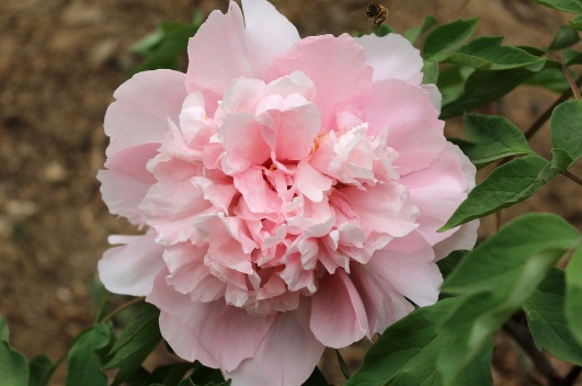 1632292257331706.jpg image.jpg