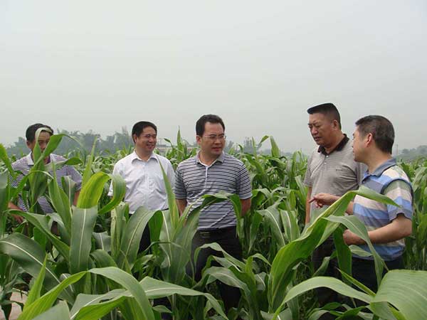 甜高粱種子發(fā)芽出苗圖片 甜高粱種子發(fā)芽出苗圖片