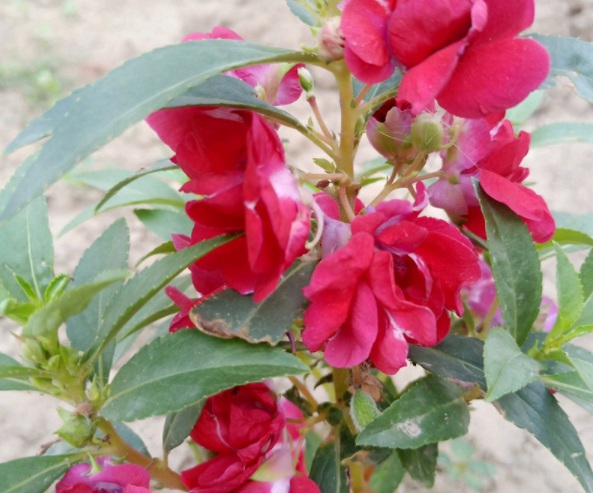 1632364696273065.jpg image.jpg