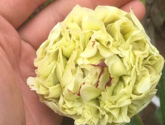 1632366449784158.jpg image.jpg