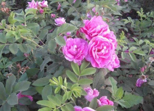 1632366907855382.jpg image.jpg