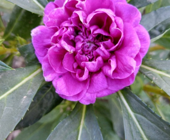 1632379412779781.jpg image.jpg