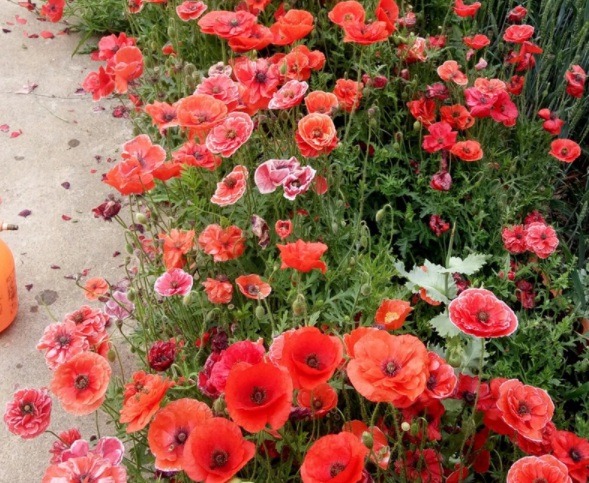 1632380718381372.jpg image.jpg