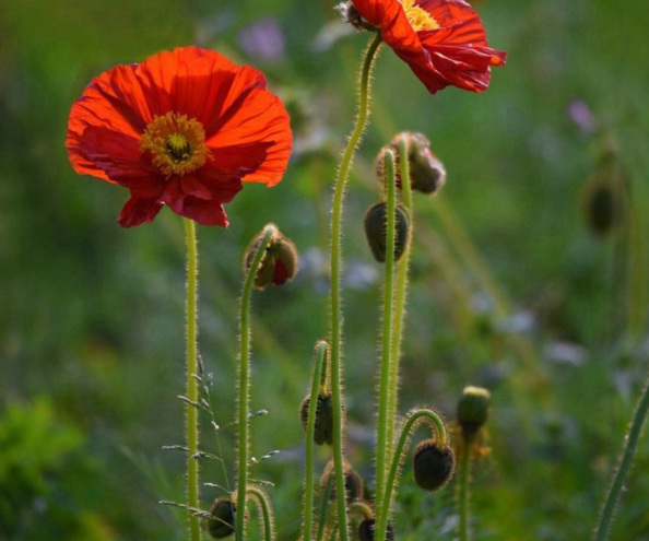 1632380745881117.jpg image.jpg