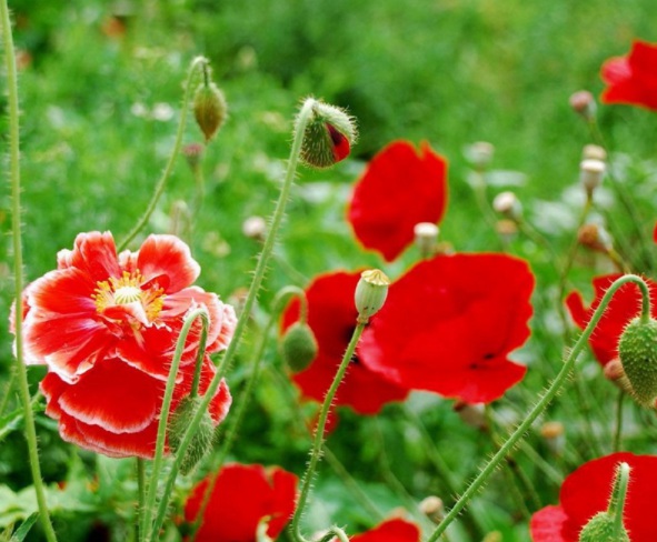 1632380761356487.jpg image.jpg