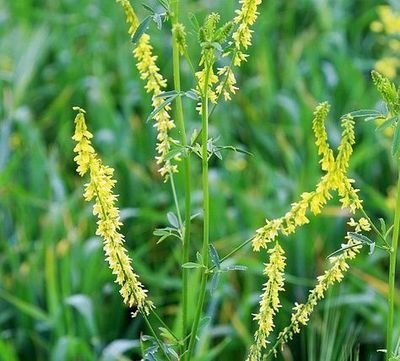 1632396282275876.jpg 1632396282275876.jpg