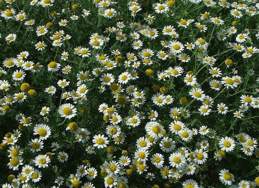 1632443484978211.jpg image.jpg