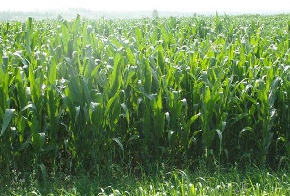 1632452589592637.jpg image.jpg