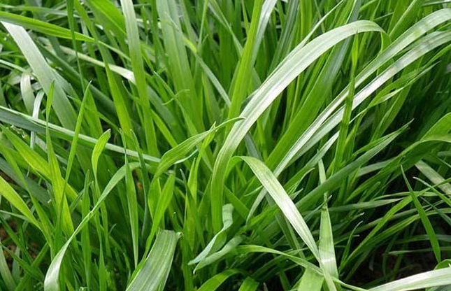 1632452703227580.jpg image.jpg