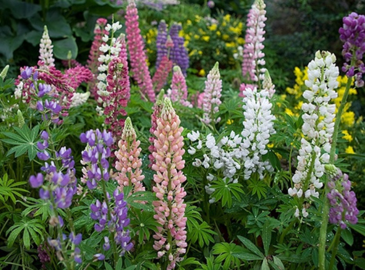 1632549075501136.jpg 魯冰花1.jpg