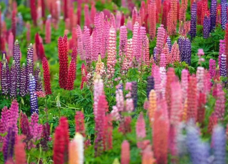 1632549105631966.jpg 魯冰花3.jpg