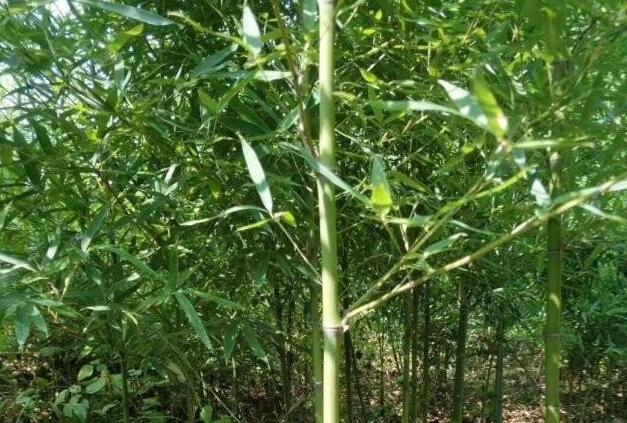 1632585616717375.jpg 1632585616717375.jpg